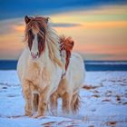 Icelandic Pony