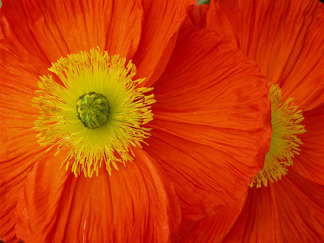 Icelandic Poppy IV