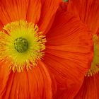 Icelandic Poppy IV