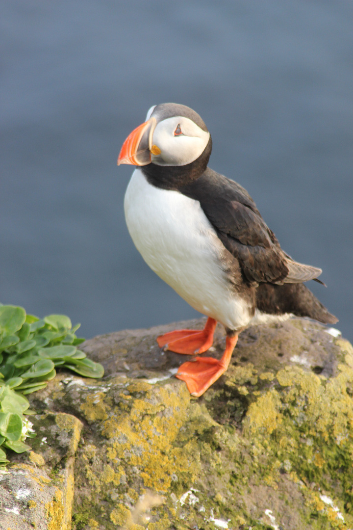 Icelandic Puffin