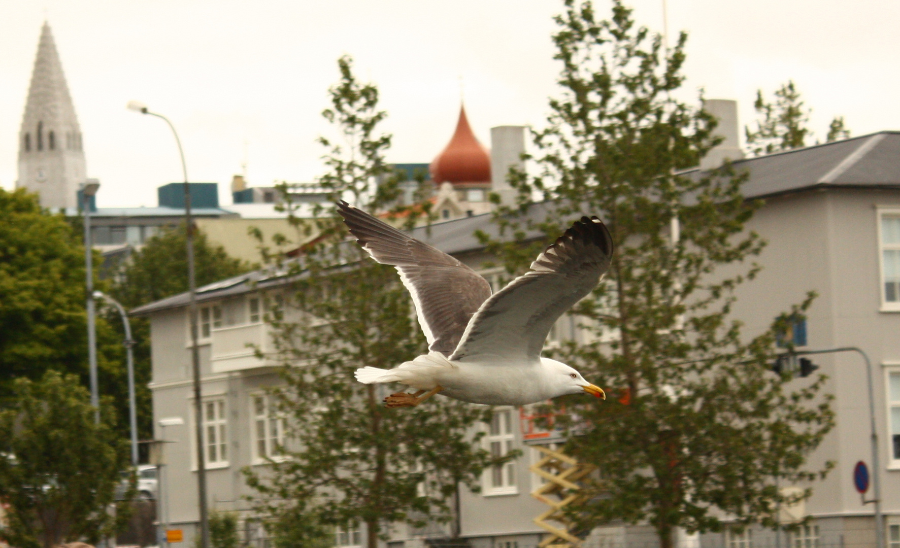 Icelandic seagull