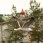 Icelandic seagull