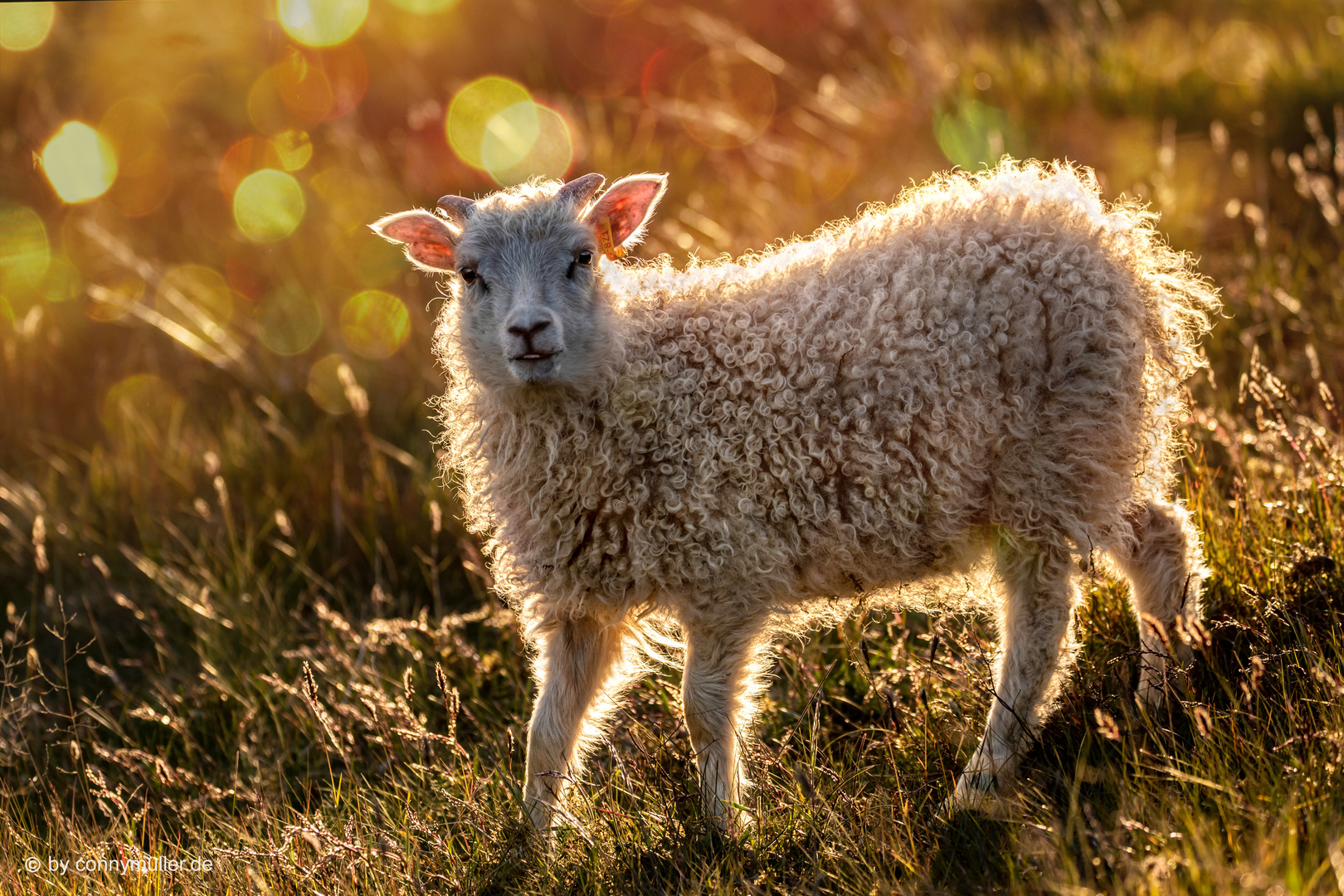 Icelandic Sheep