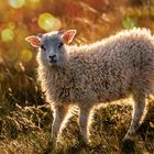 Icelandic Sheep