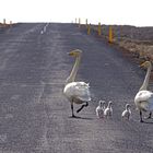 Icelandic Swans on Street