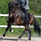 *Icelandichorse's gallop*