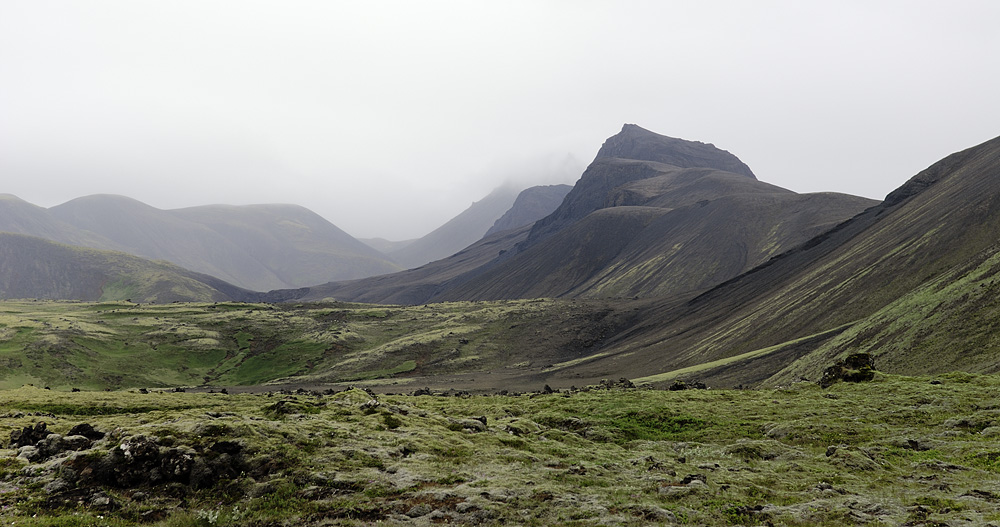 icelandic.moss.