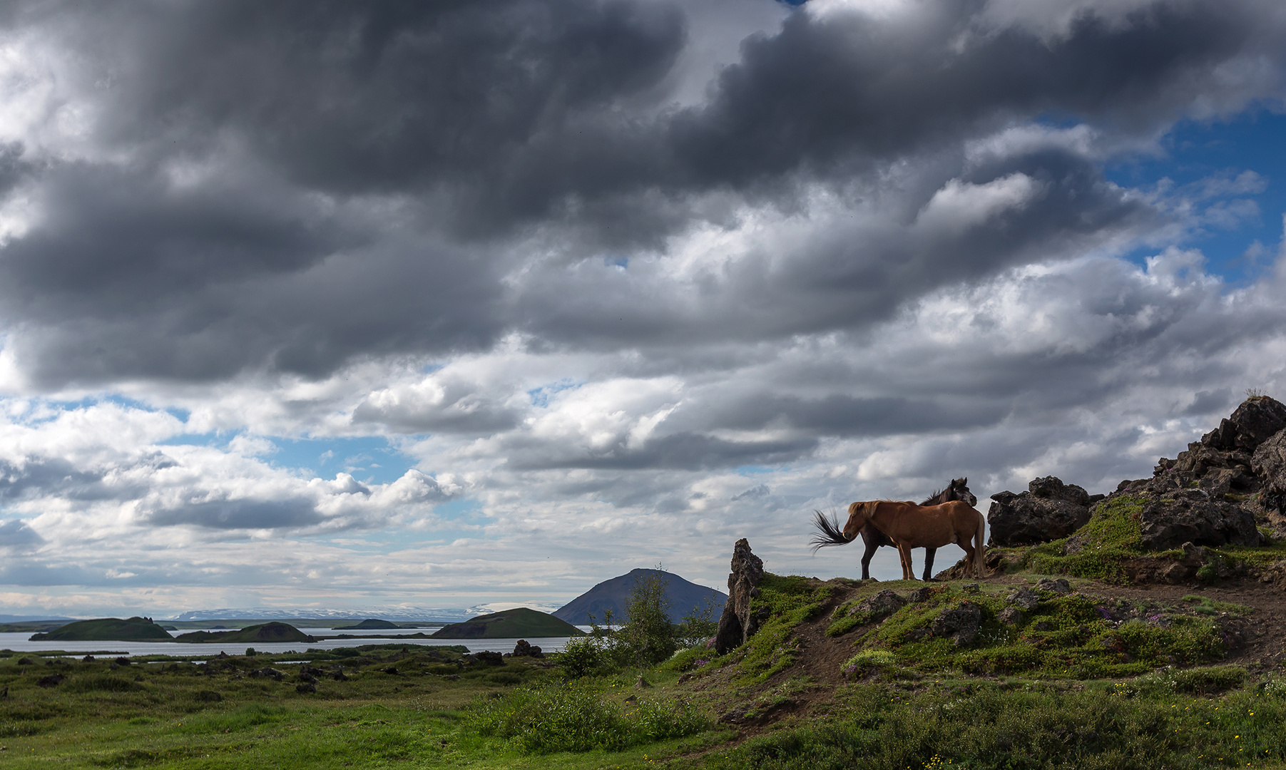 Icelandics