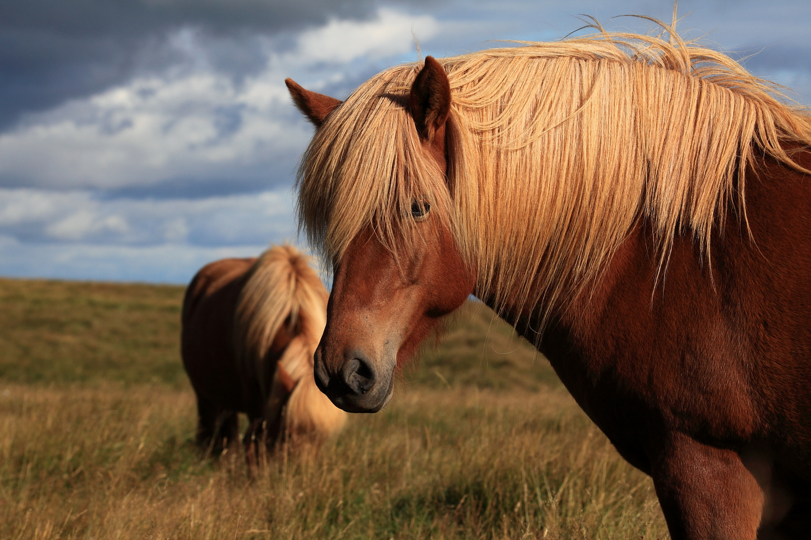 Icelandpferd