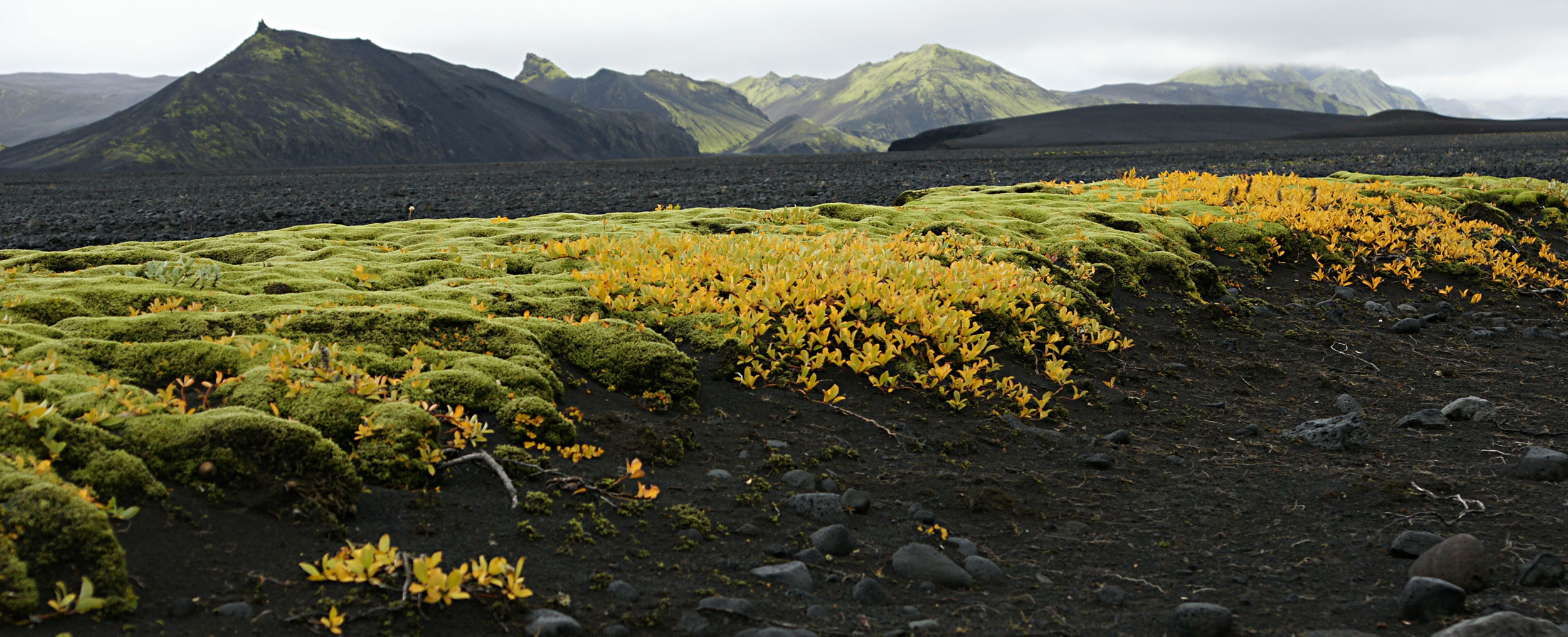 Iceland`s Farben....