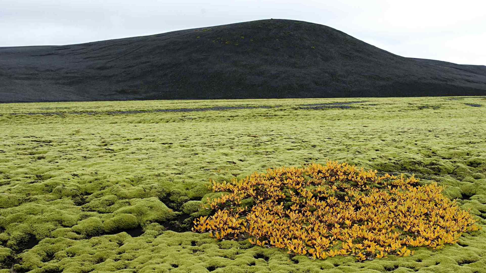 Iceland`s Farben II