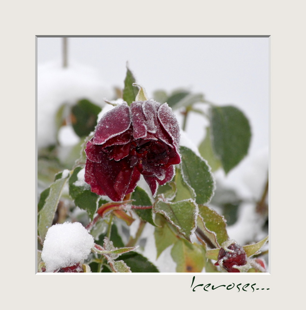 Iceroses... Gestern noch Snowroses