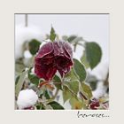 Iceroses... Gestern noch Snowroses