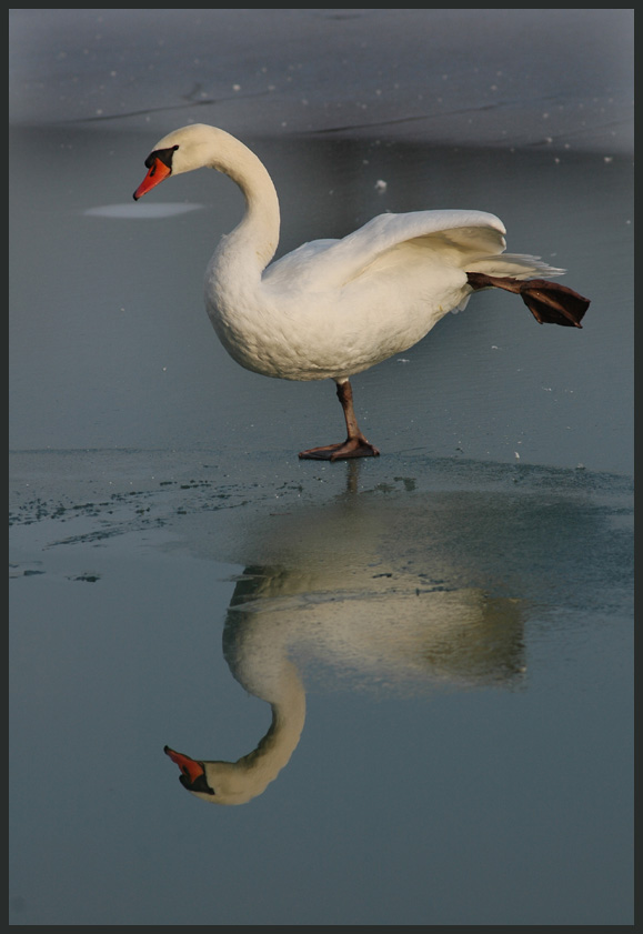 iceskating