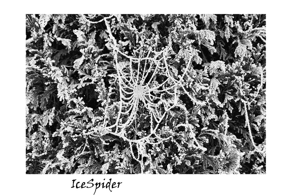 IceSpider