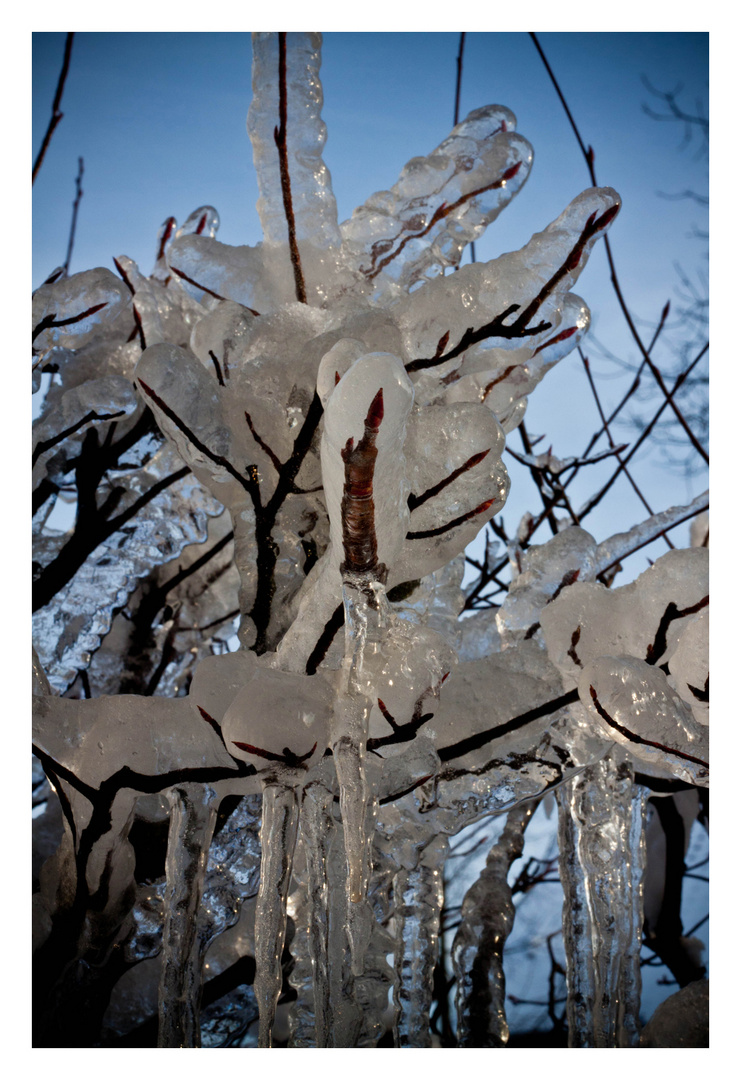 ice.tree