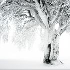 ice.tree