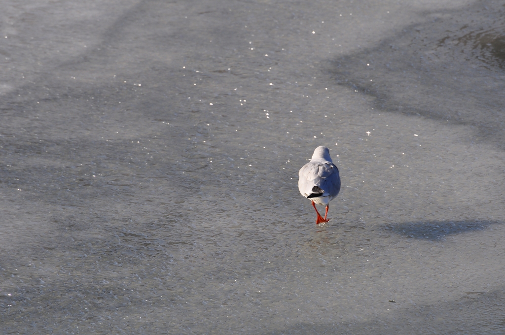 Icewalk