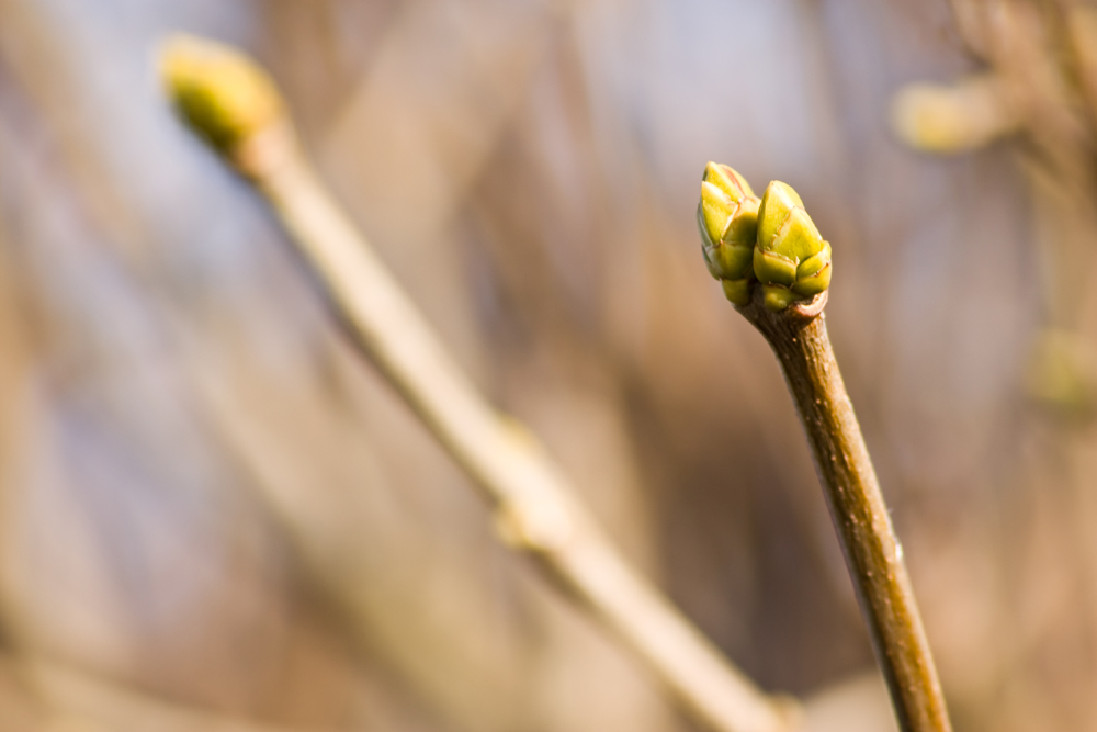 Ich ahn, ich ahn... der frühling naht