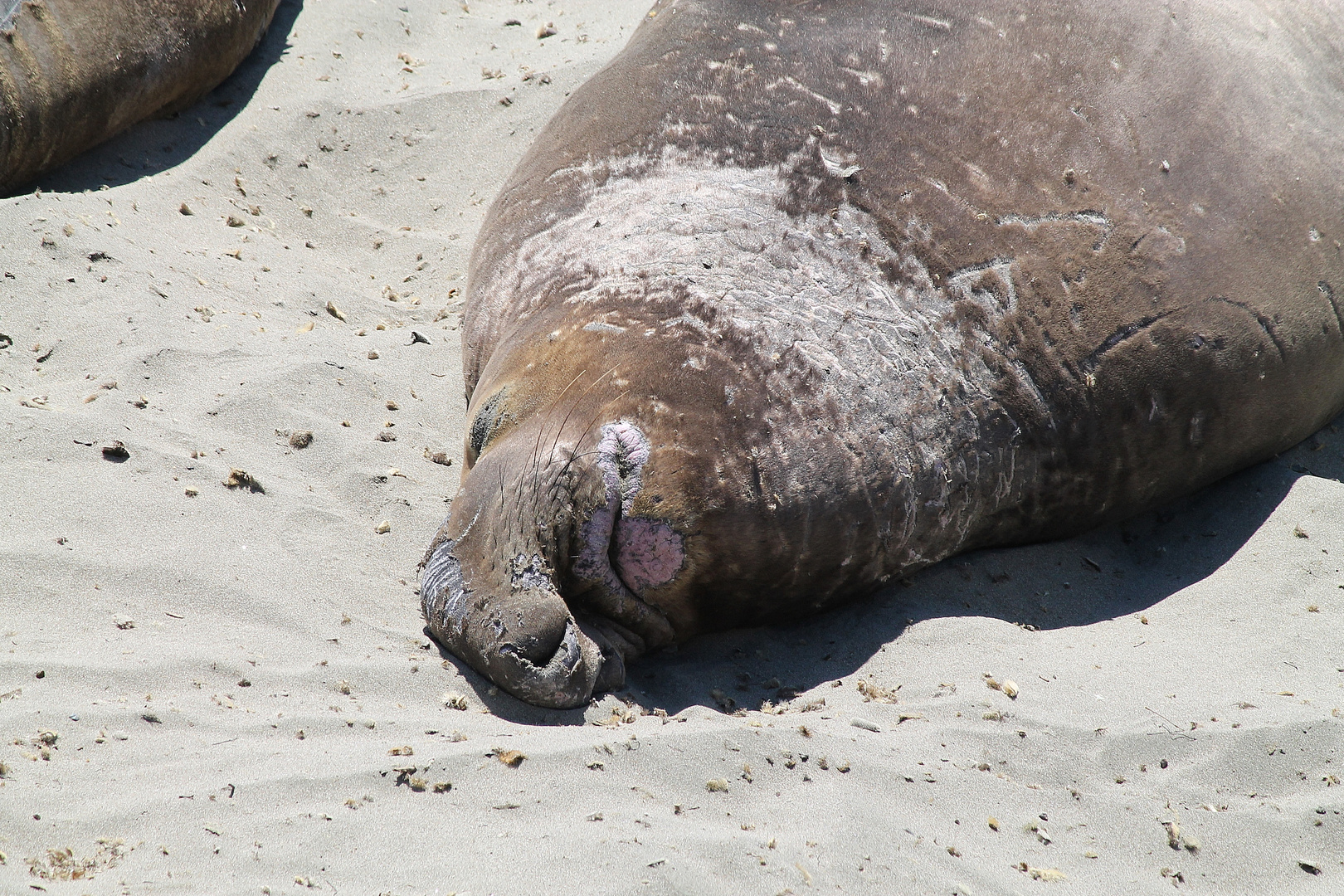 Ich am Strand