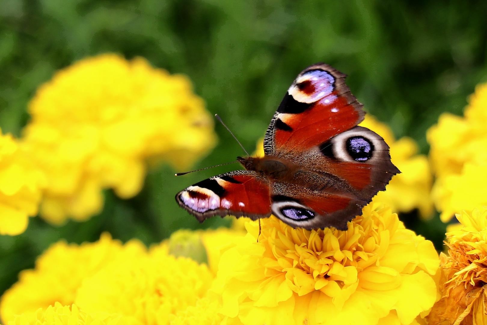 Ich auch ... (Schmetterling Nr. 452.312)