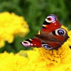 Ich auch ... (Schmetterling Nr. 452.312)