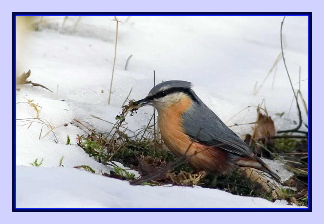 ich bau auch bei Schnee ein Nest...