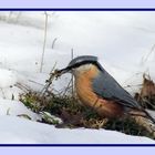 ich bau auch bei Schnee ein Nest...