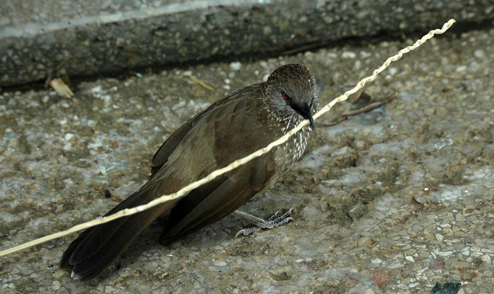 Ich bau dir ein Nest