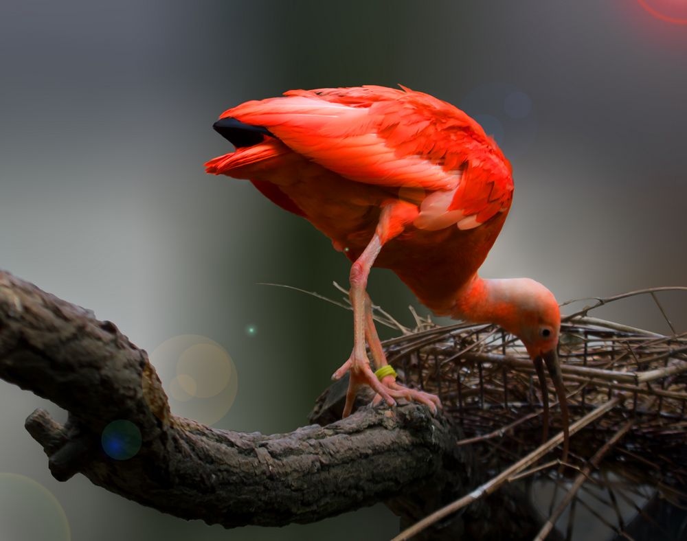 Ich bau' mir ein Nest