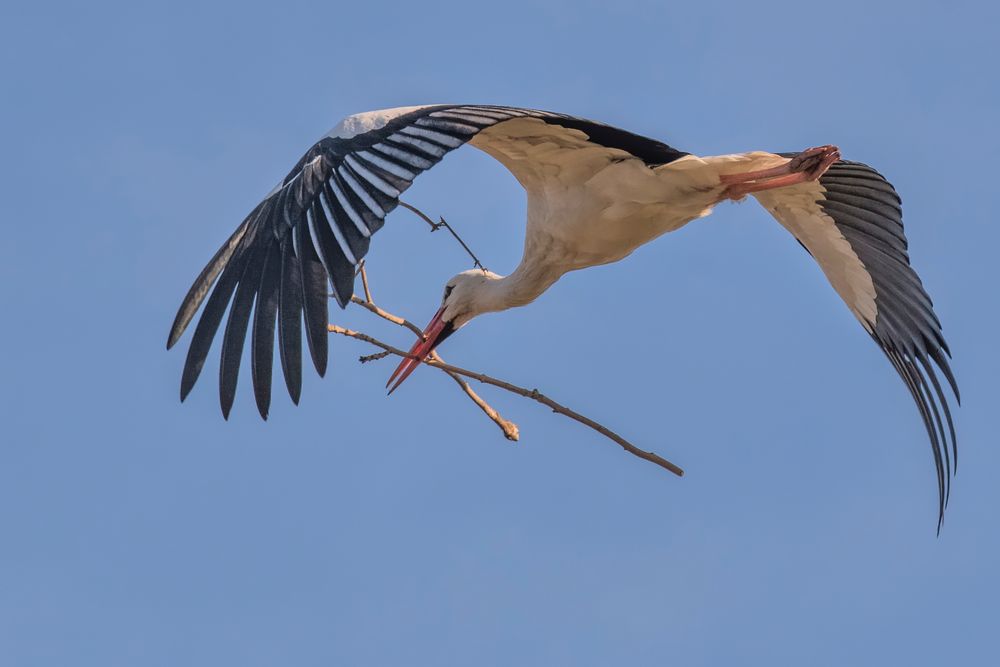 ich bau mir ein Nest