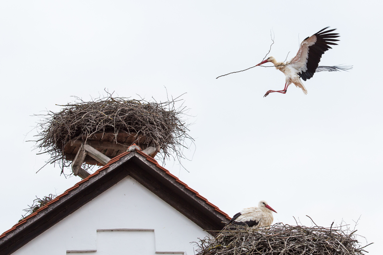 Ich baue Dir ein Nest