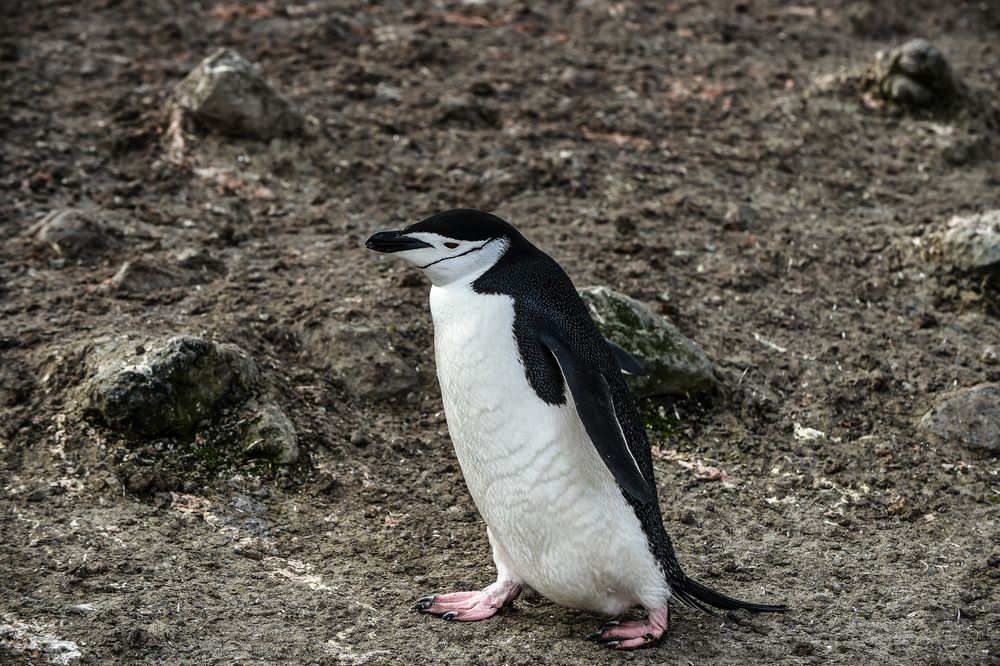 Ich begebe mich zu meiner Dame.   .DSC_6766-2