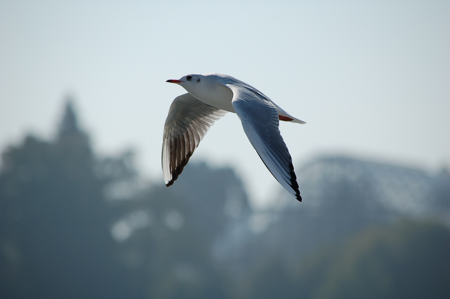 Ich Begleite Dich Foto Bild Tiere Wildlife Wild -