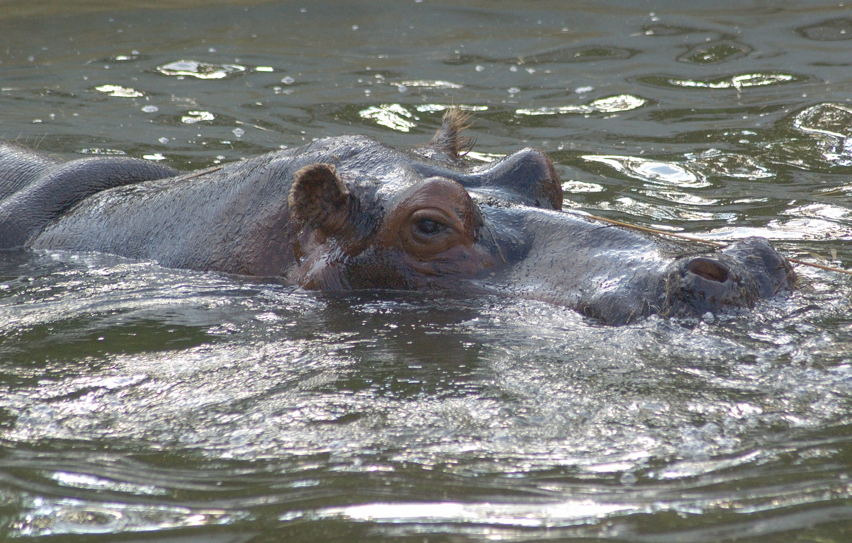 Ich beim schwimmen