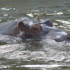 Ich beim schwimmen