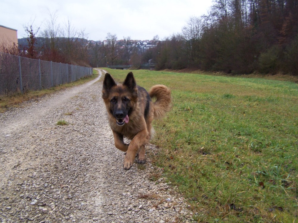 Ich beim Spaziergang mit meinem Herrchen