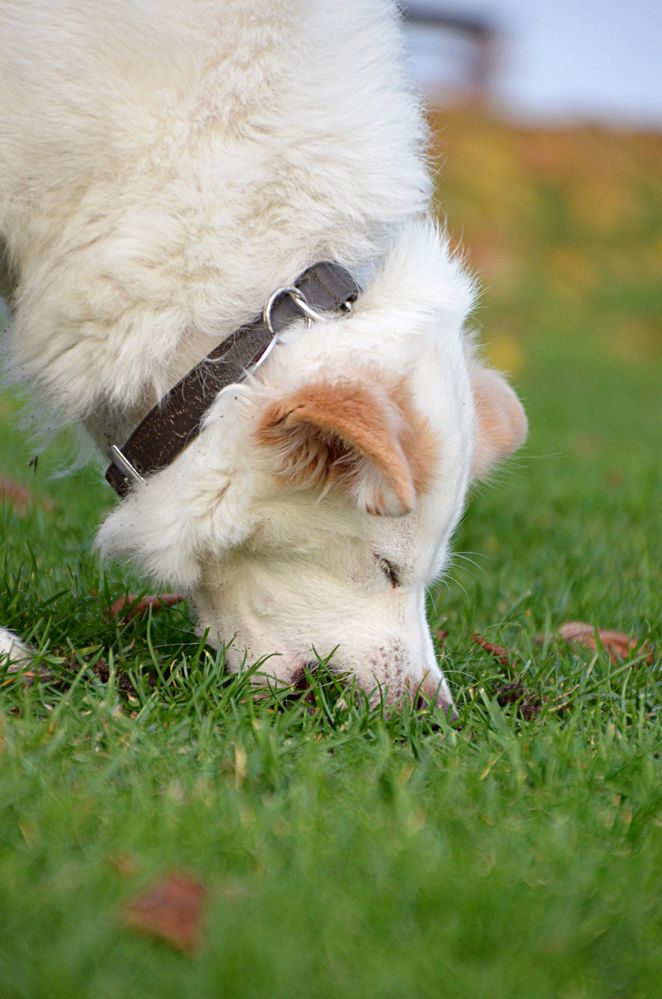 ich beiß ins Grass :-)