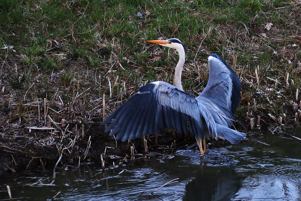 ich bekomme den Fotografen nicht los......