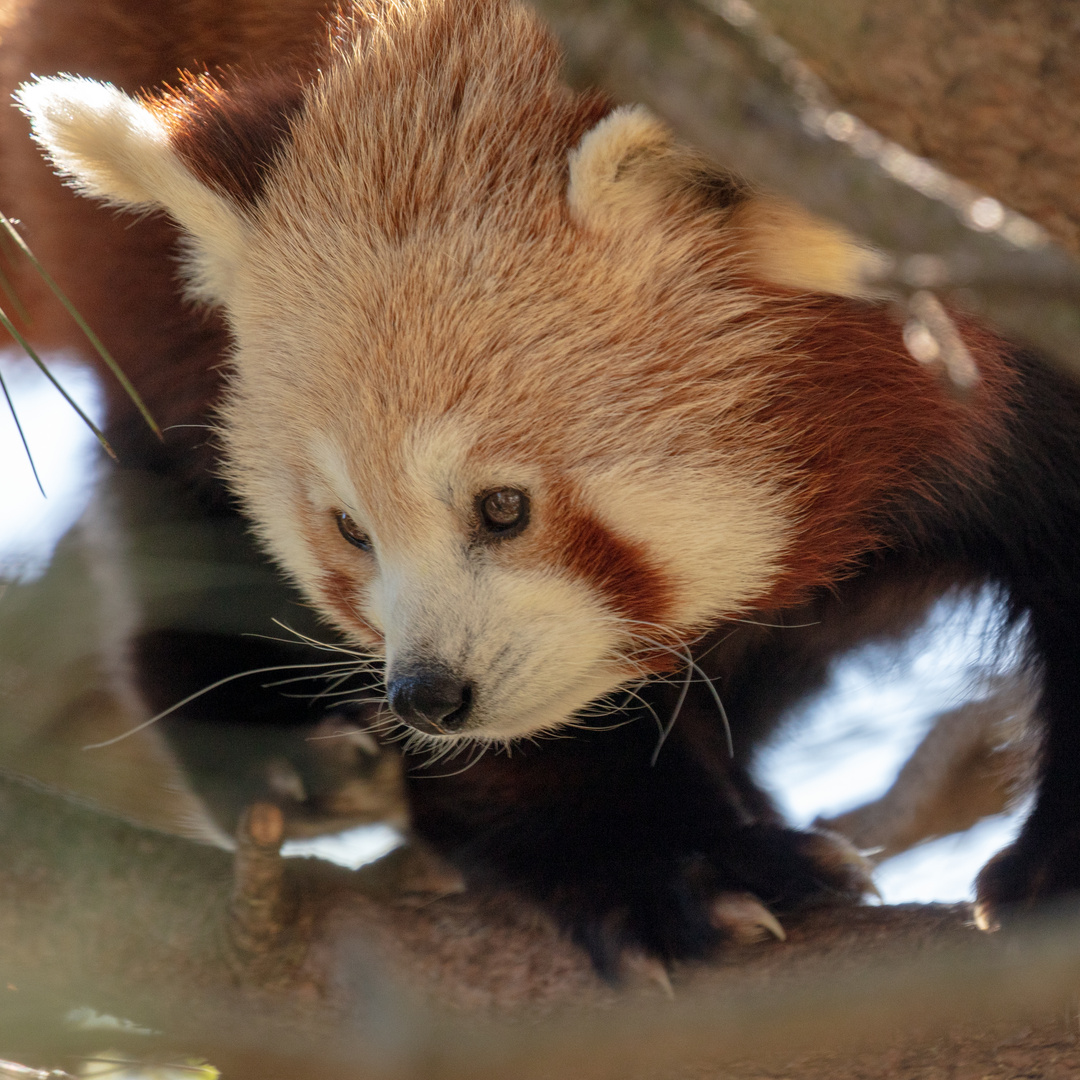 Ich beobachte Foto & Bild | tiere, zoo, wildpark & falknerei