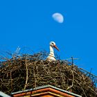 "Ich beobachte dich ganz genau" - Storch in Löbnitz (MV)