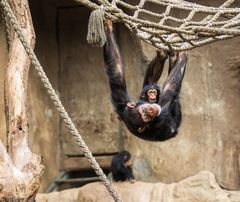 Ich beobachte euch  - Zoo Leipzig