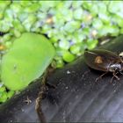 Ich besitze einen Wasserkäfer....