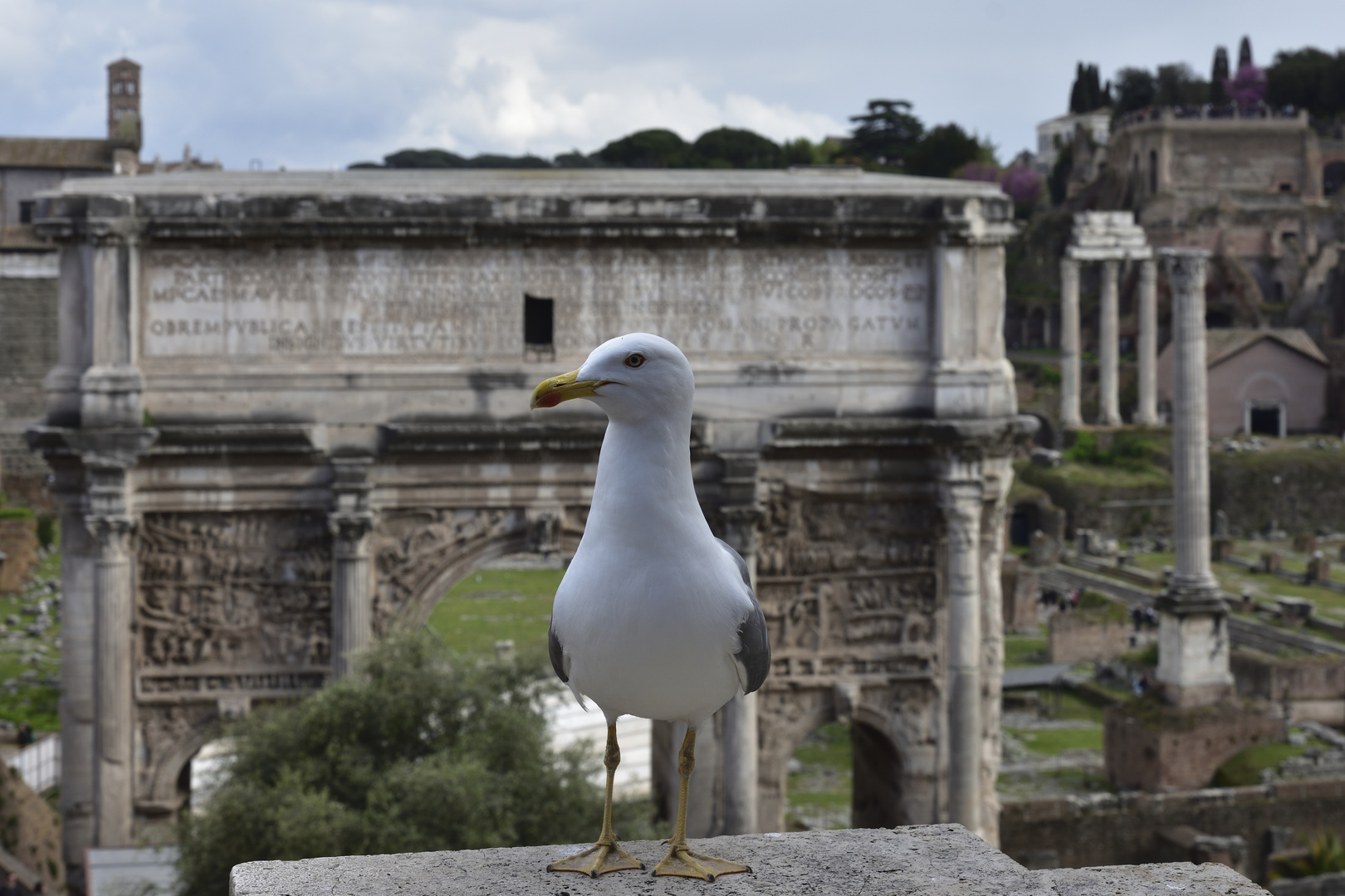 Ich bewache das Forum Romanum