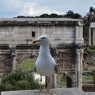 Ich bewache das Forum Romanum