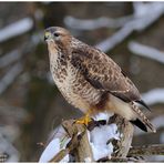 -   Ich bin 2 Jahre ,  Mäusebussard -   (  Buteo buteo )