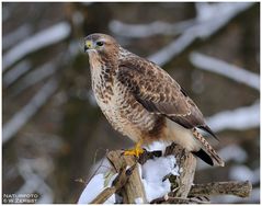 -   Ich bin 2 Jahre ,  Mäusebussard -   (  Buteo buteo )