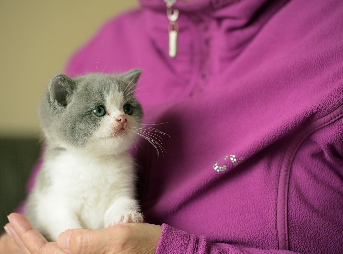 Ich bin 5 Wochen alt und bin eine Britisch Kurzhaar Katze. UNTEN...