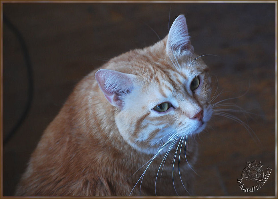 Ich bin auch ein gefährlicher Raubkater