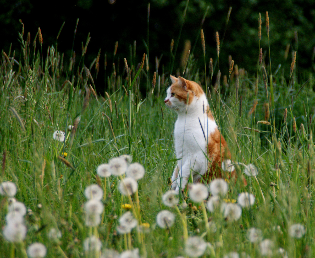 ....ich bin auch ein Osterhase